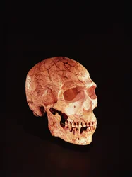Neanderthal Skull, Discovered on Mt Carmel, Palestine